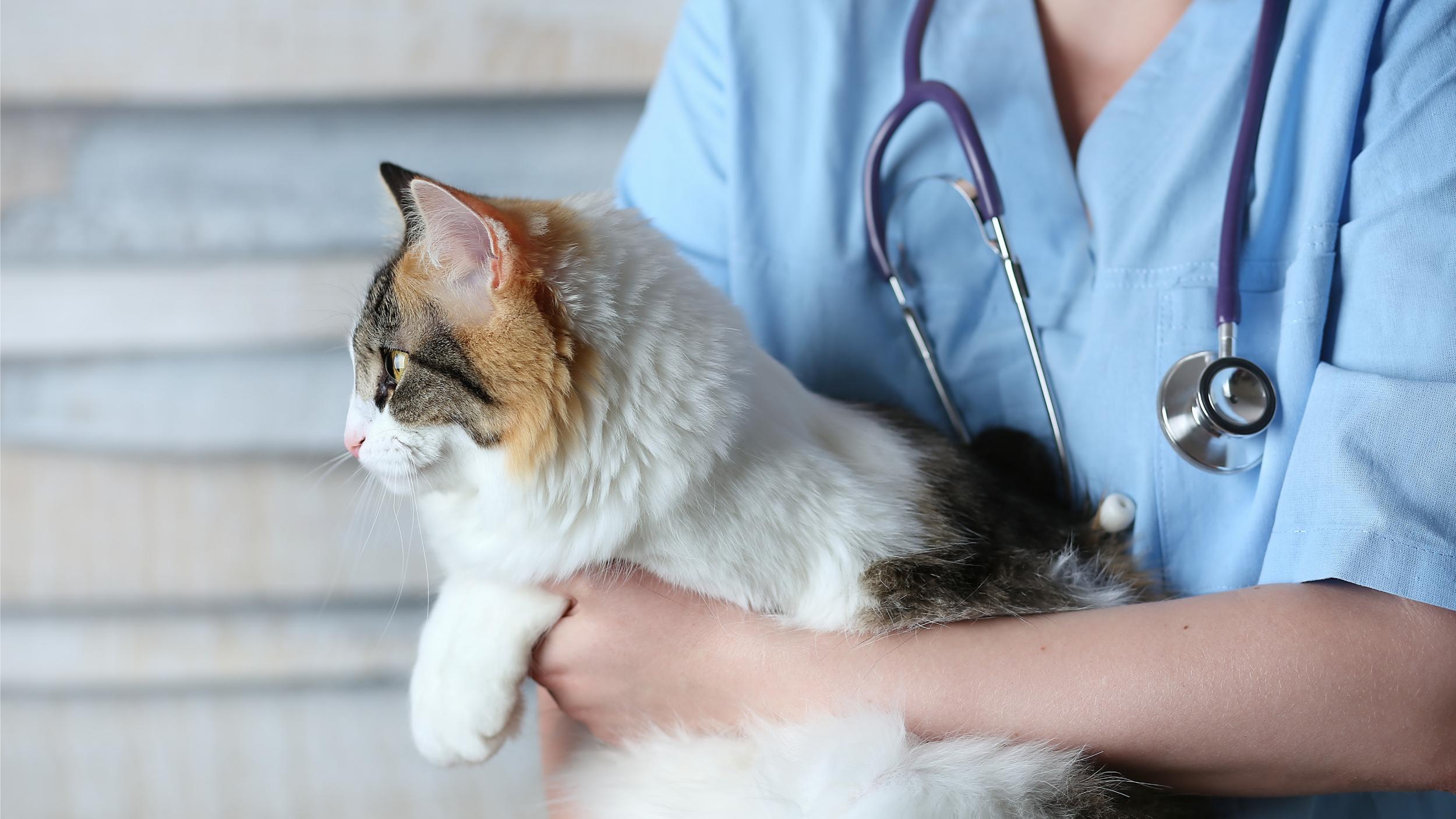 Katt hos veterinær