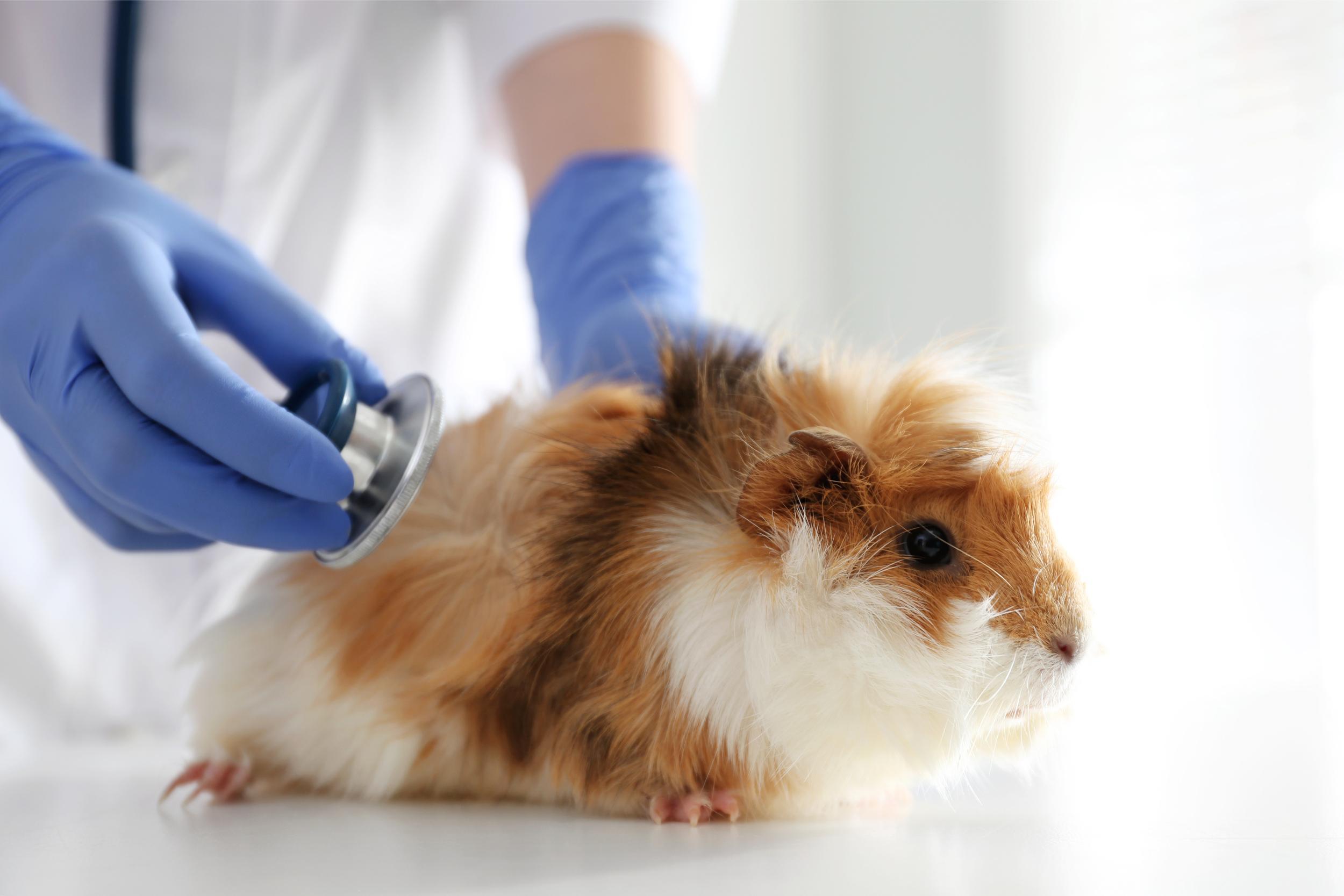 Hamster hos veterinær